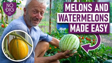 melons tub|melons Search